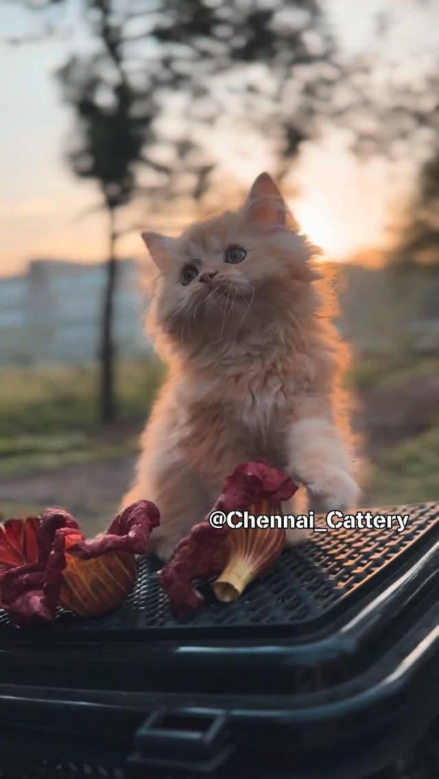 Chennai Cattery Instagram moment 2