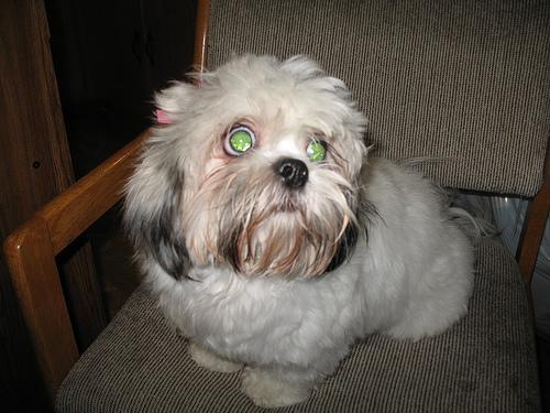 Shih Tzu dog breed