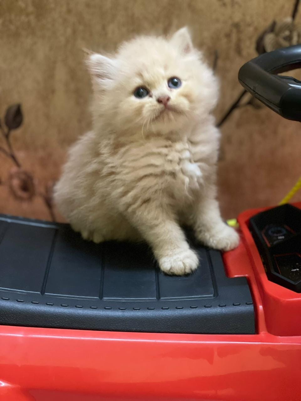 Persian Kittens for sale in chennai  tamilnadu