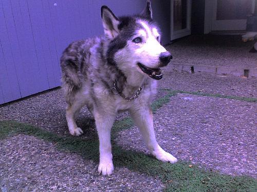 Siberian Husky dog breed