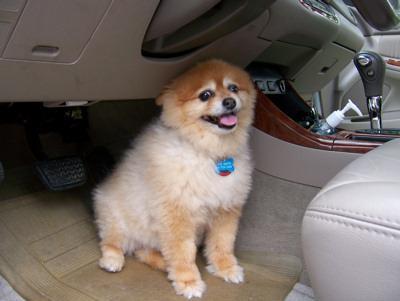 Pomeranian dog breed