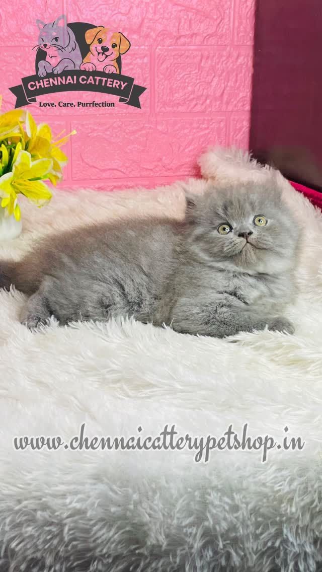 Chennai Cattery Instagram moment 3