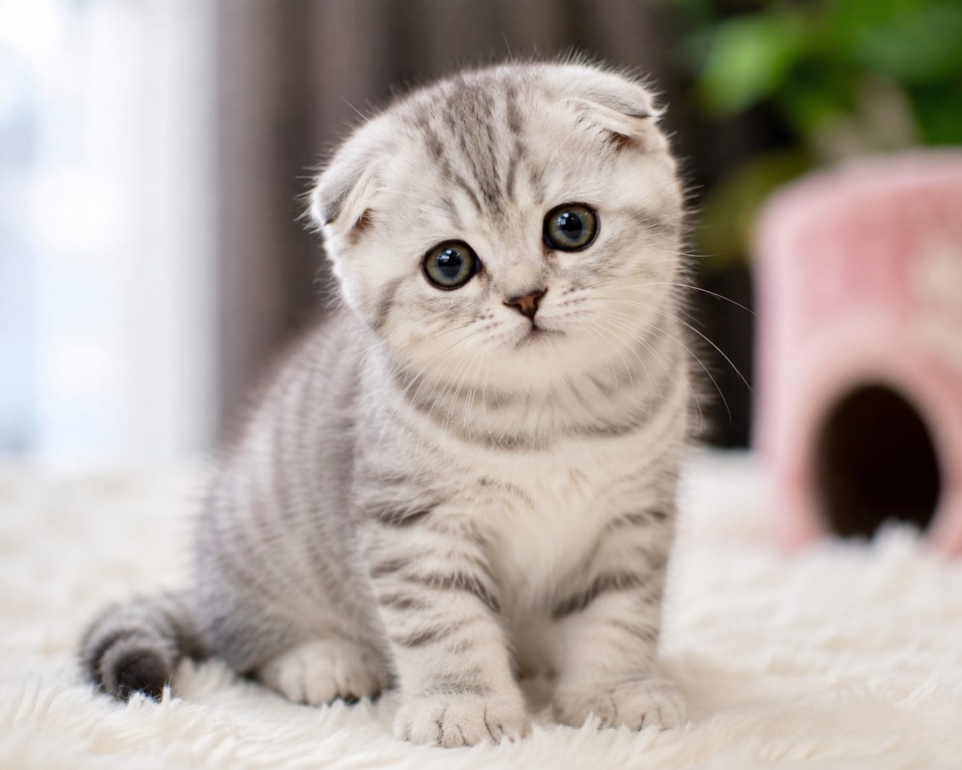 Scottish Fold cat breed