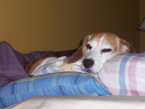 Beagle dog breed