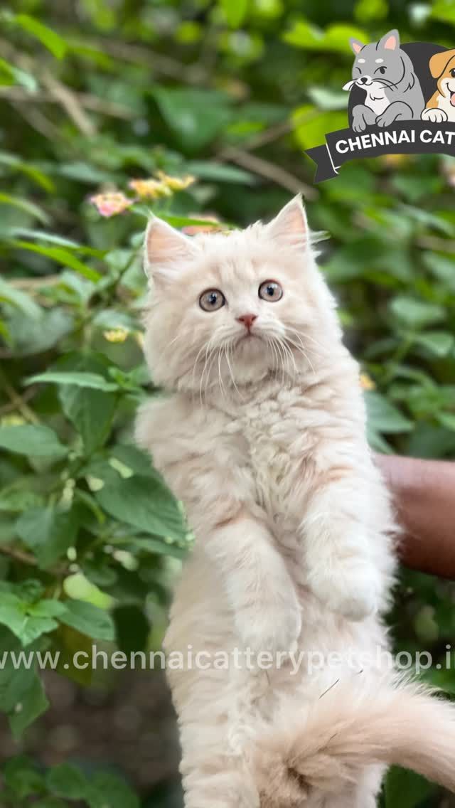 Chennai Cattery Instagram moment 6