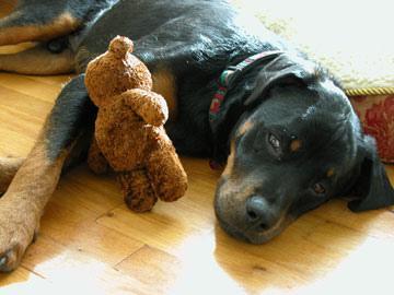 Rottweiler dog breed