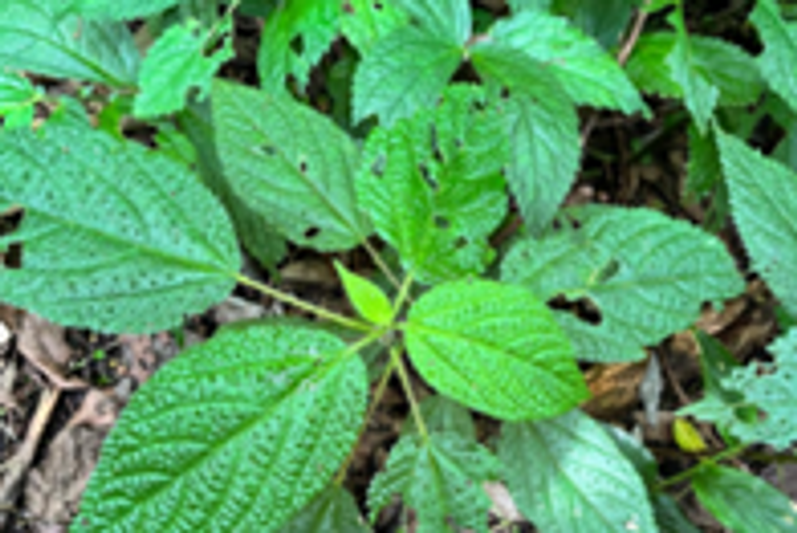 Telusur Tanaman Obat Alas Mertajati