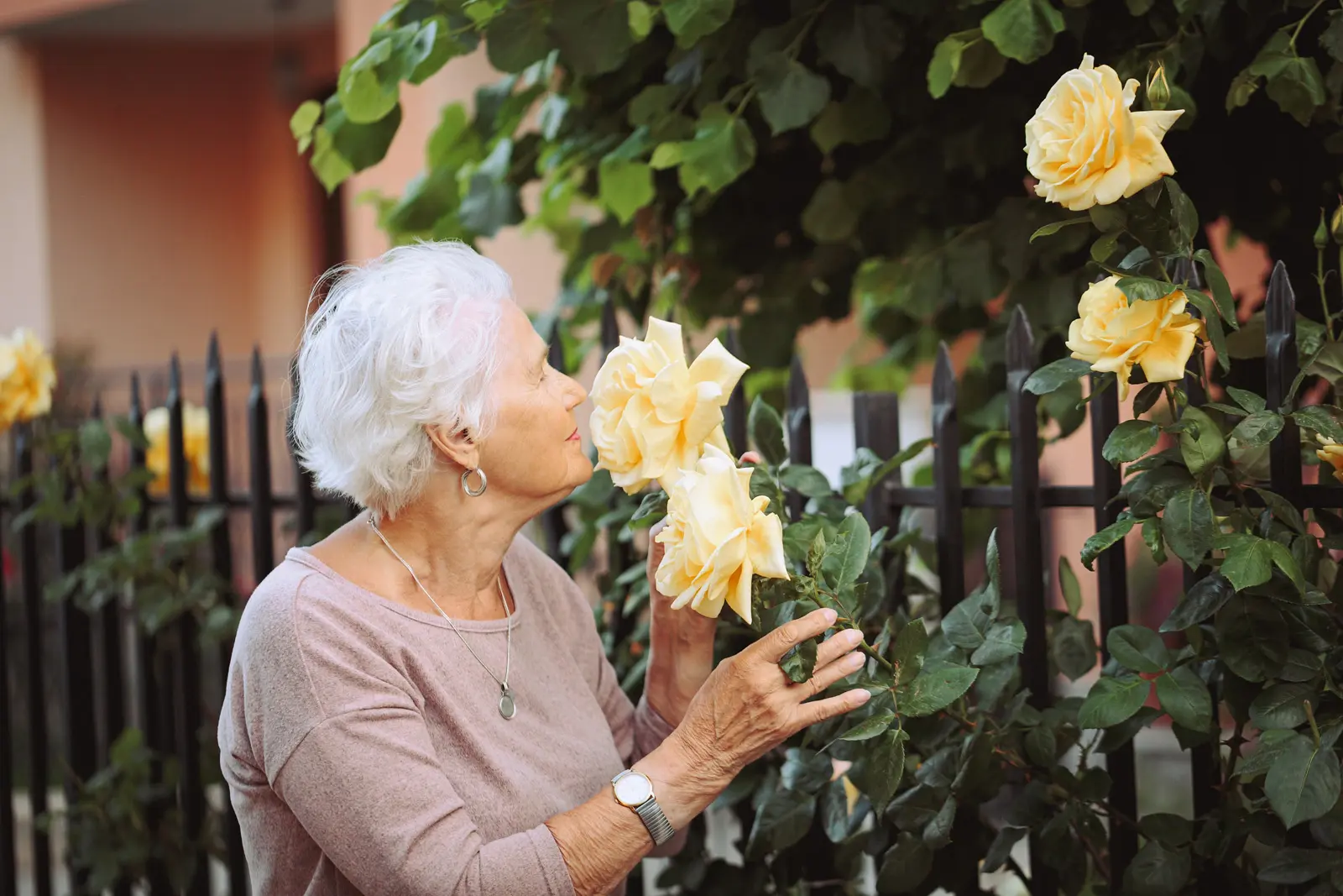 Older woman smelling large rose in a fenced garden