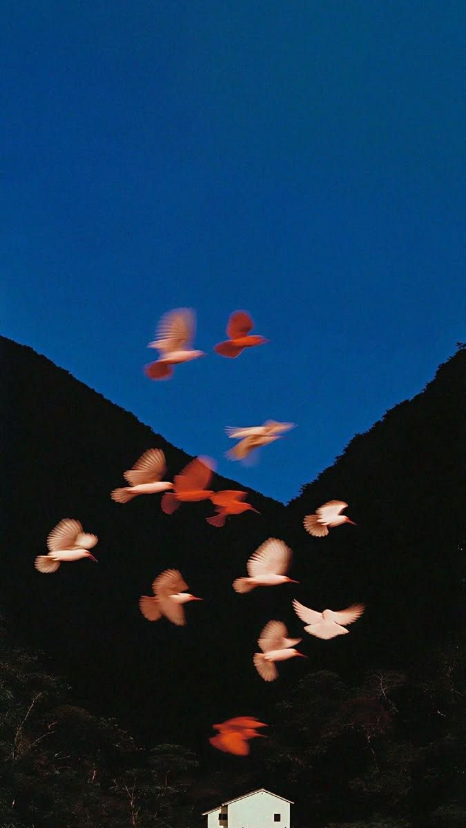 LEDGER: BIRD_FRAME_0