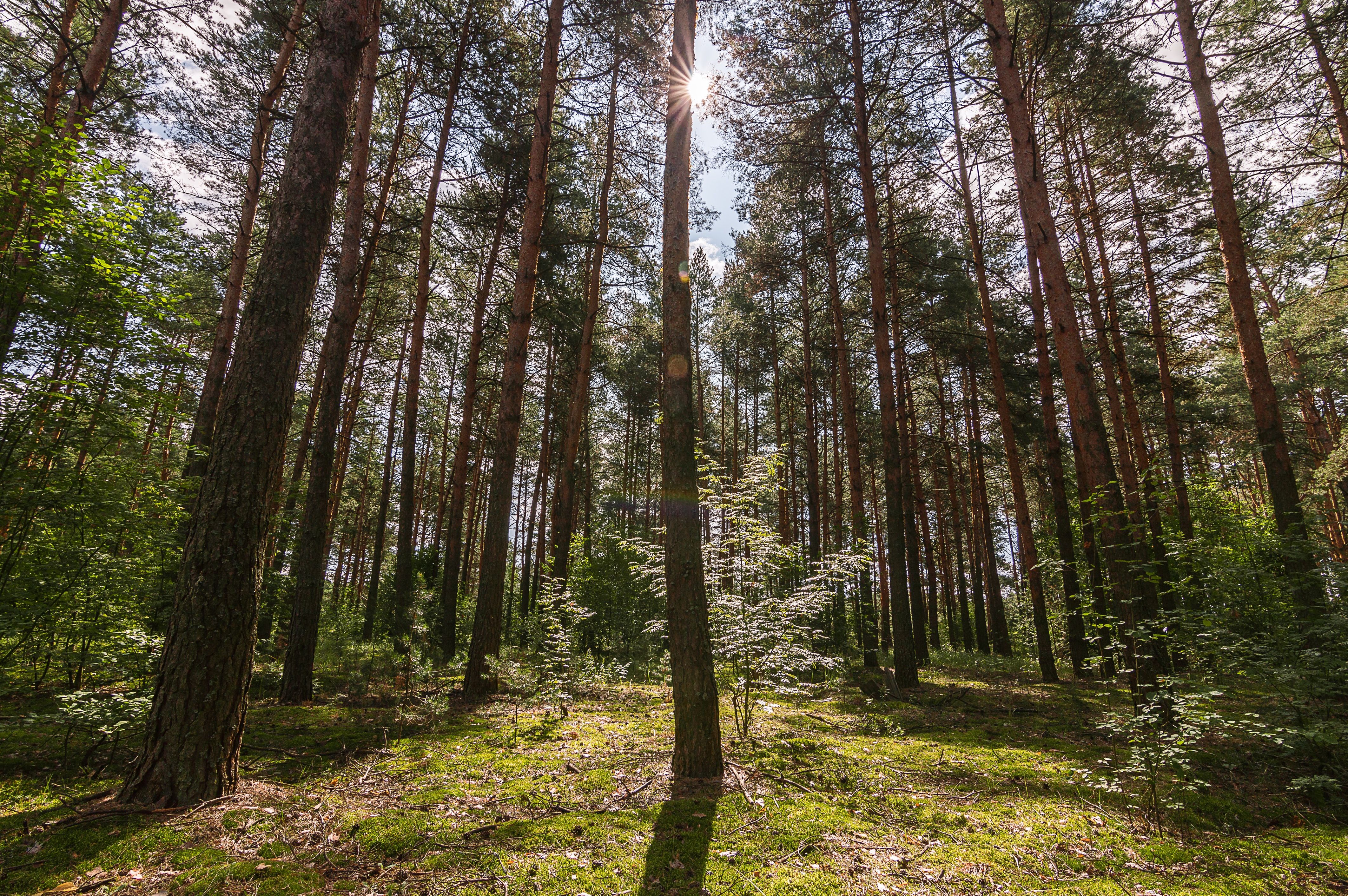 Воздушный участок в VIP-части поселка под загородную резиденцию