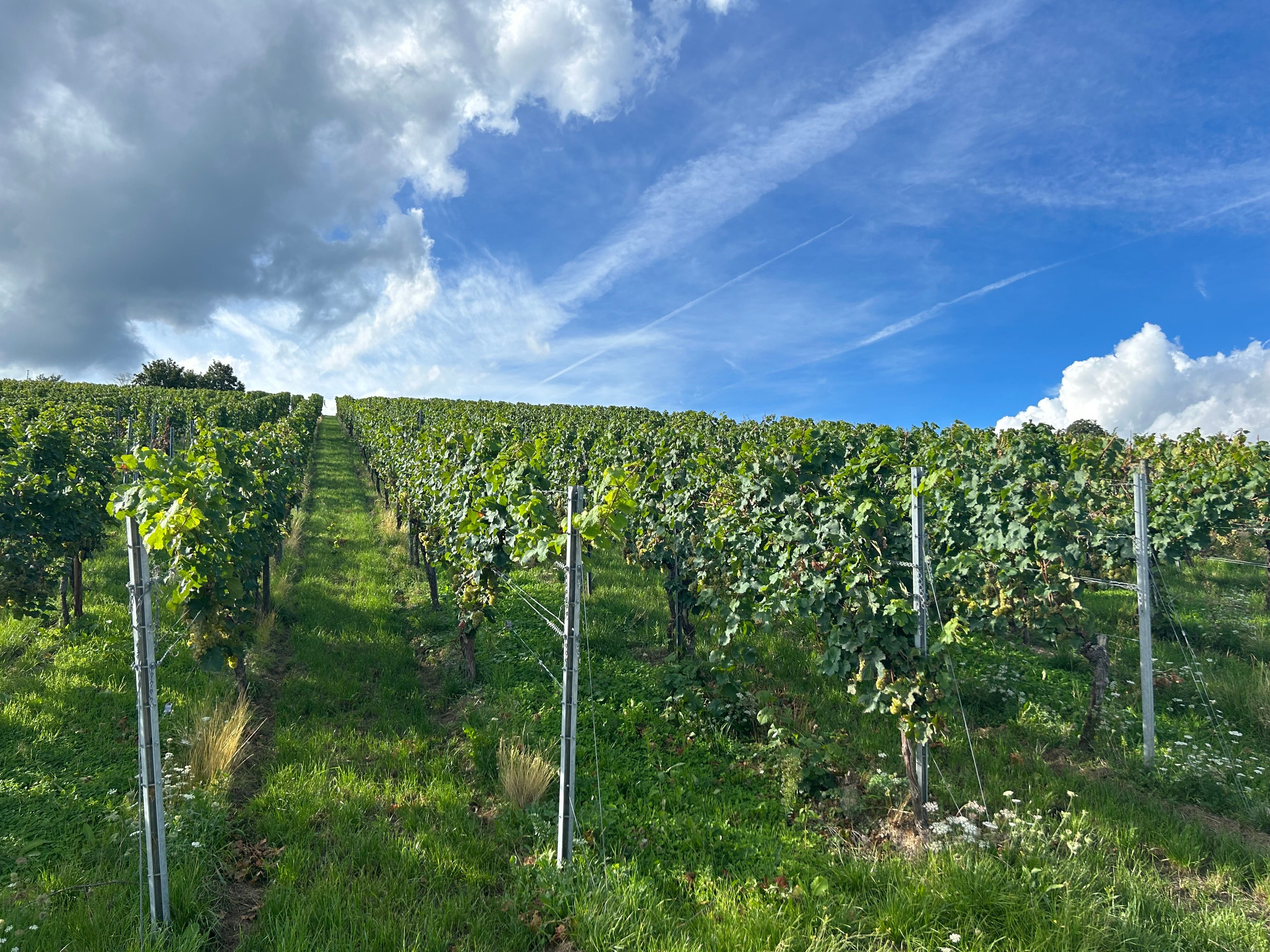  Johannisberger Sekthaus — 3/3