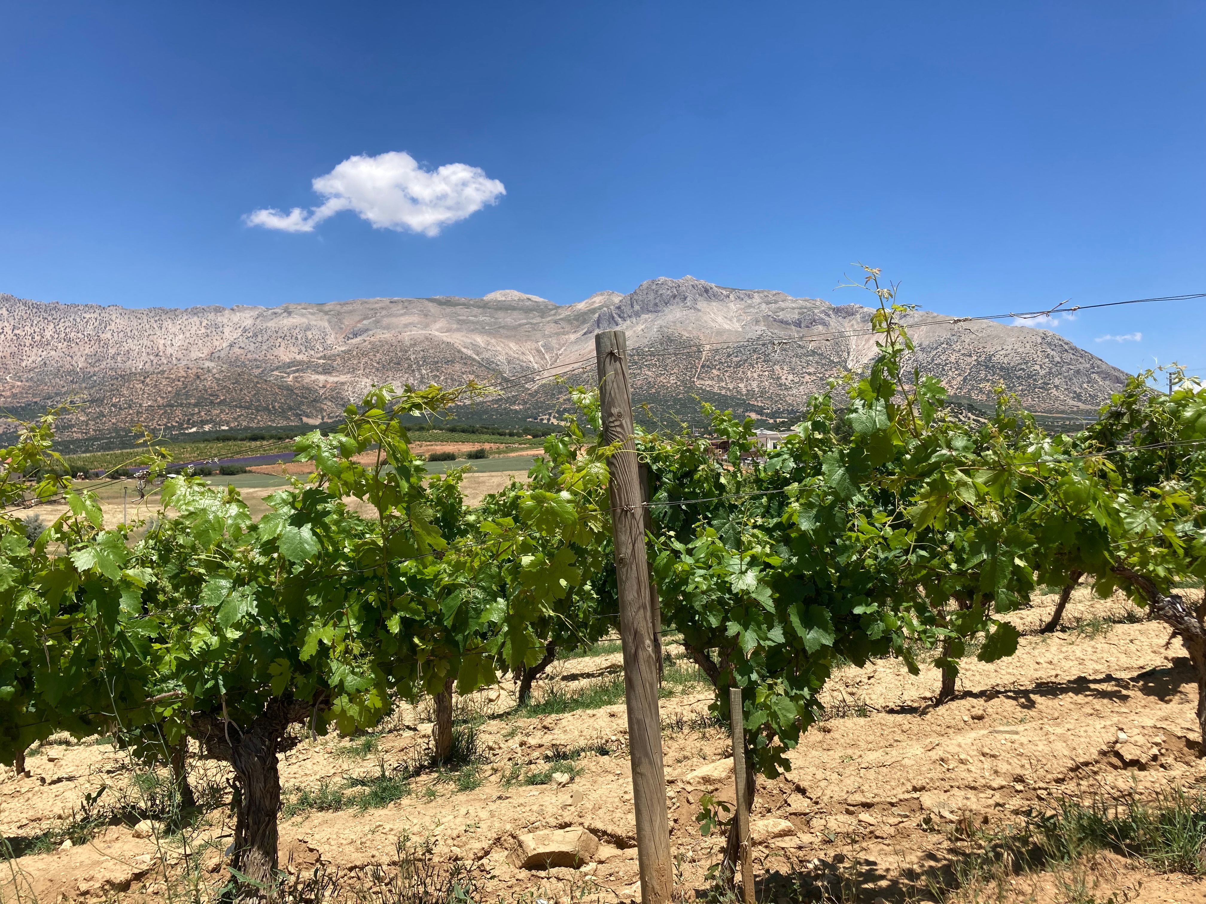 Likya Winery — 2/6