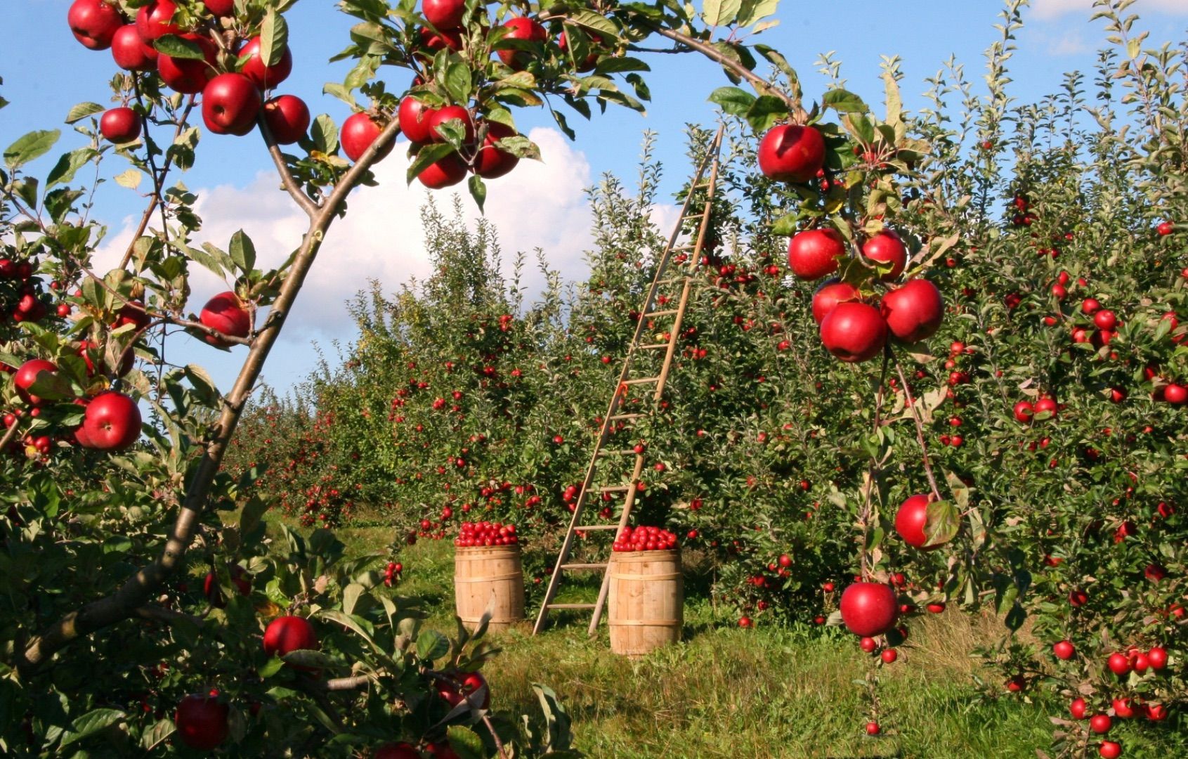 God’s Unchanging Promise of Seedtime and Harvest