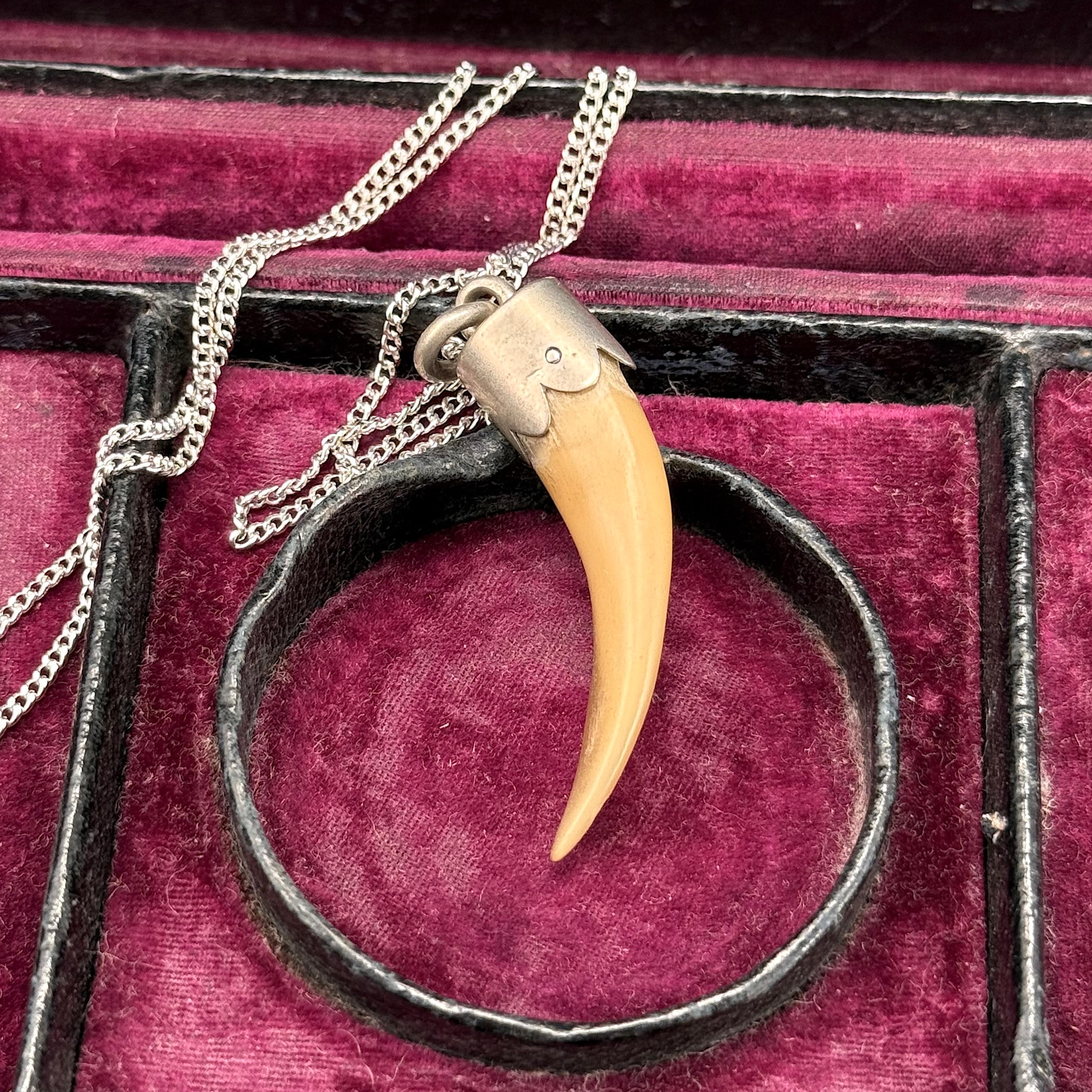 Canine Tooth (?)  Bavarian Hunting Talisman