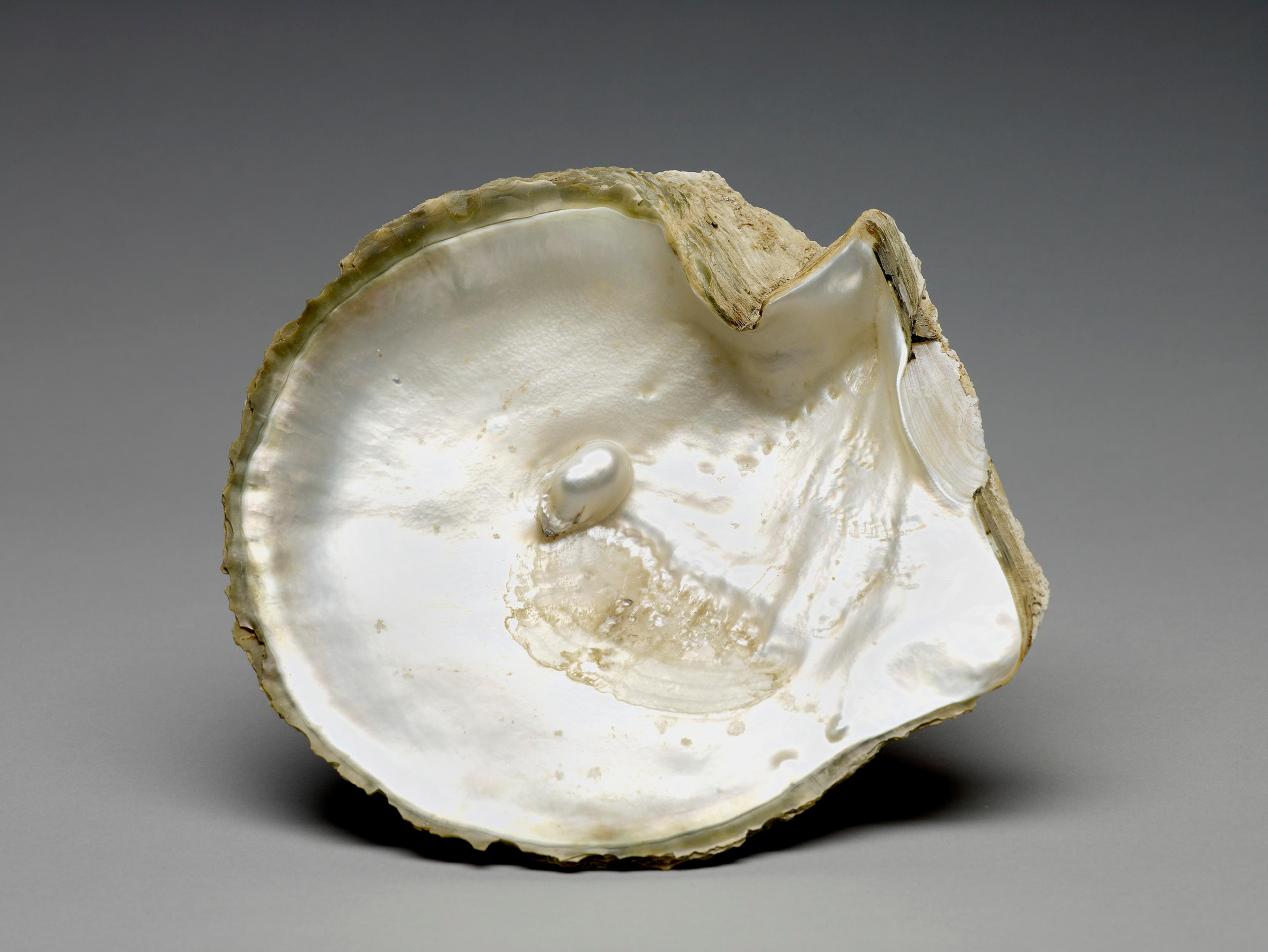oyster shell with embedded pearl given to Queen Elizabeth II by the National Museum of Doha, Qatar, Arabian Gulf during her State Vsit to Qatar, 21st-24th February 1979 in the Royal Collection
