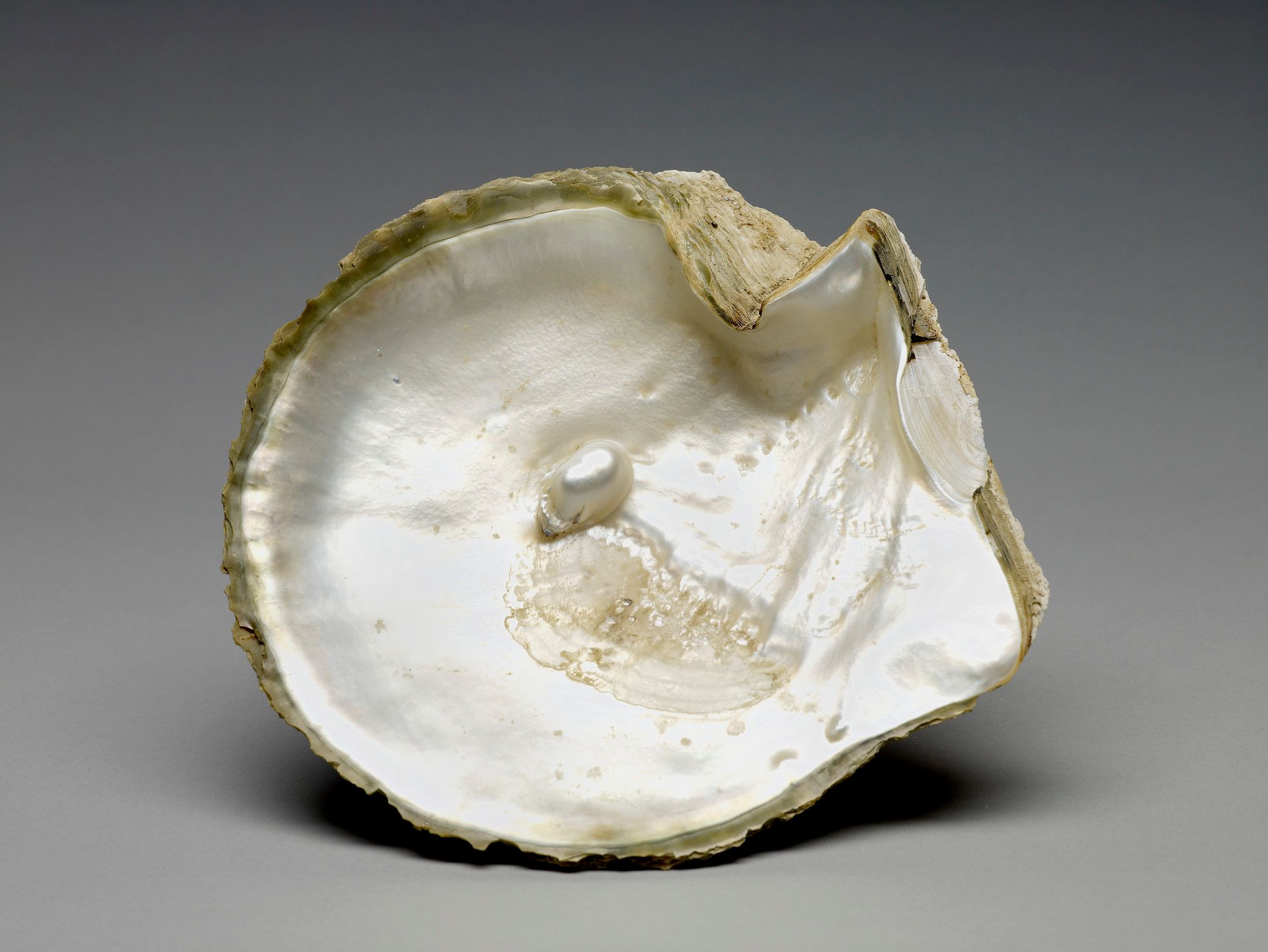 oyster shell with embedded pearl given to Queen Elizabeth II by the National Museum of Doha, Qatar, Arabian Gulf during her State Vsit to Qatar, 21st-24th February 1979 in the Royal Collection