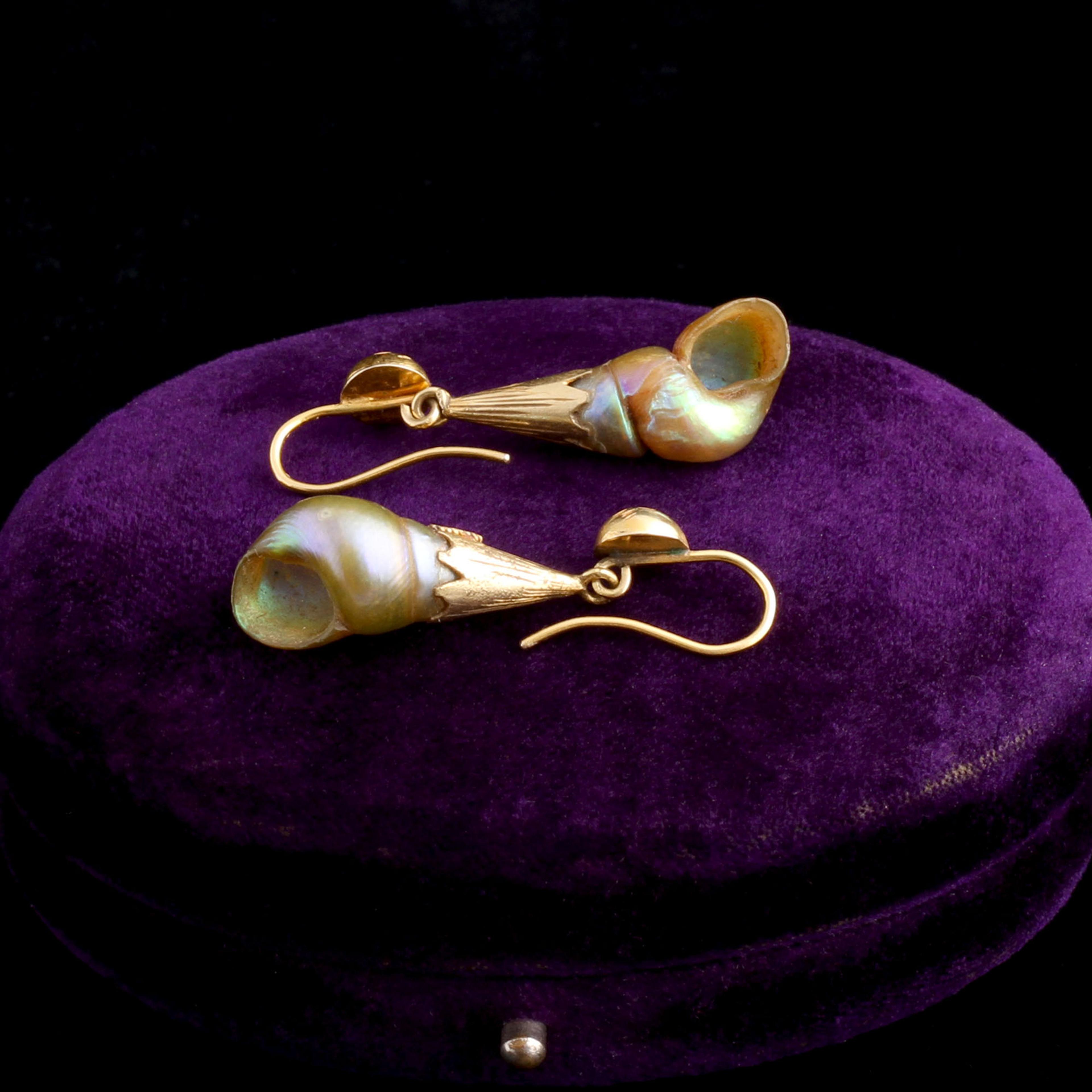 Victorian Tasmanian Maireener Shell Earrings