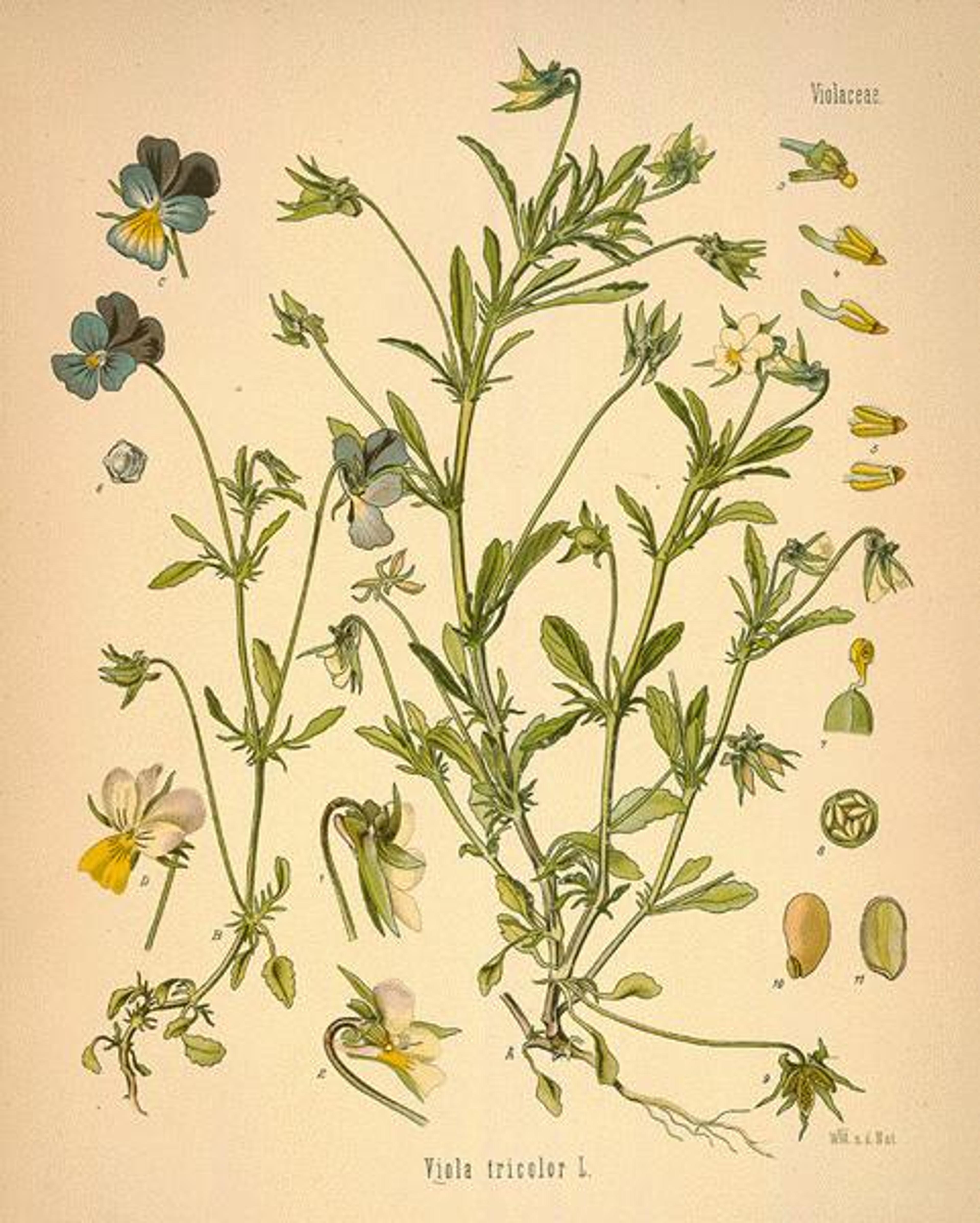 “Heartsease” botanical print