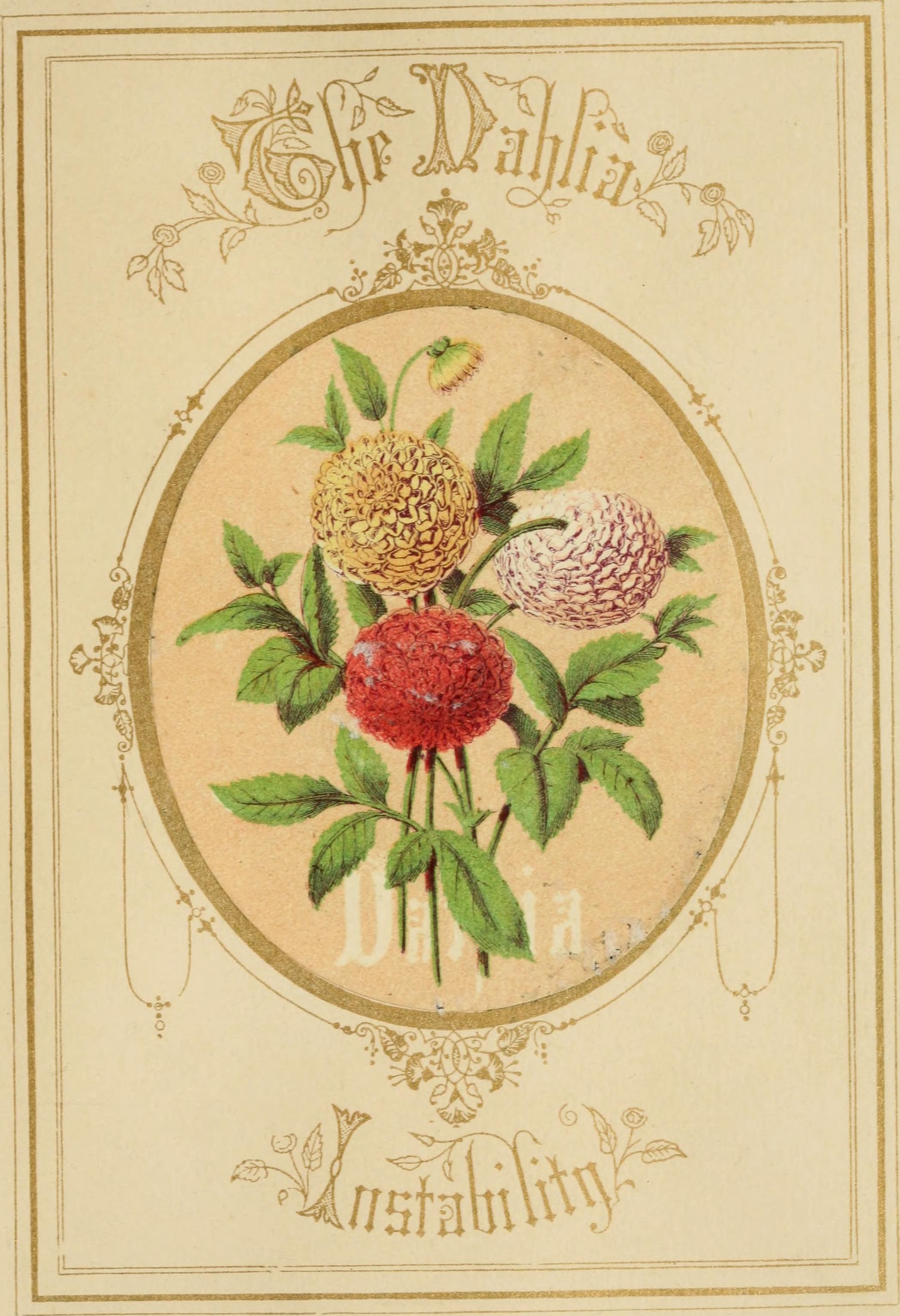 An illustration from “The Language of Flowers”, 1857.