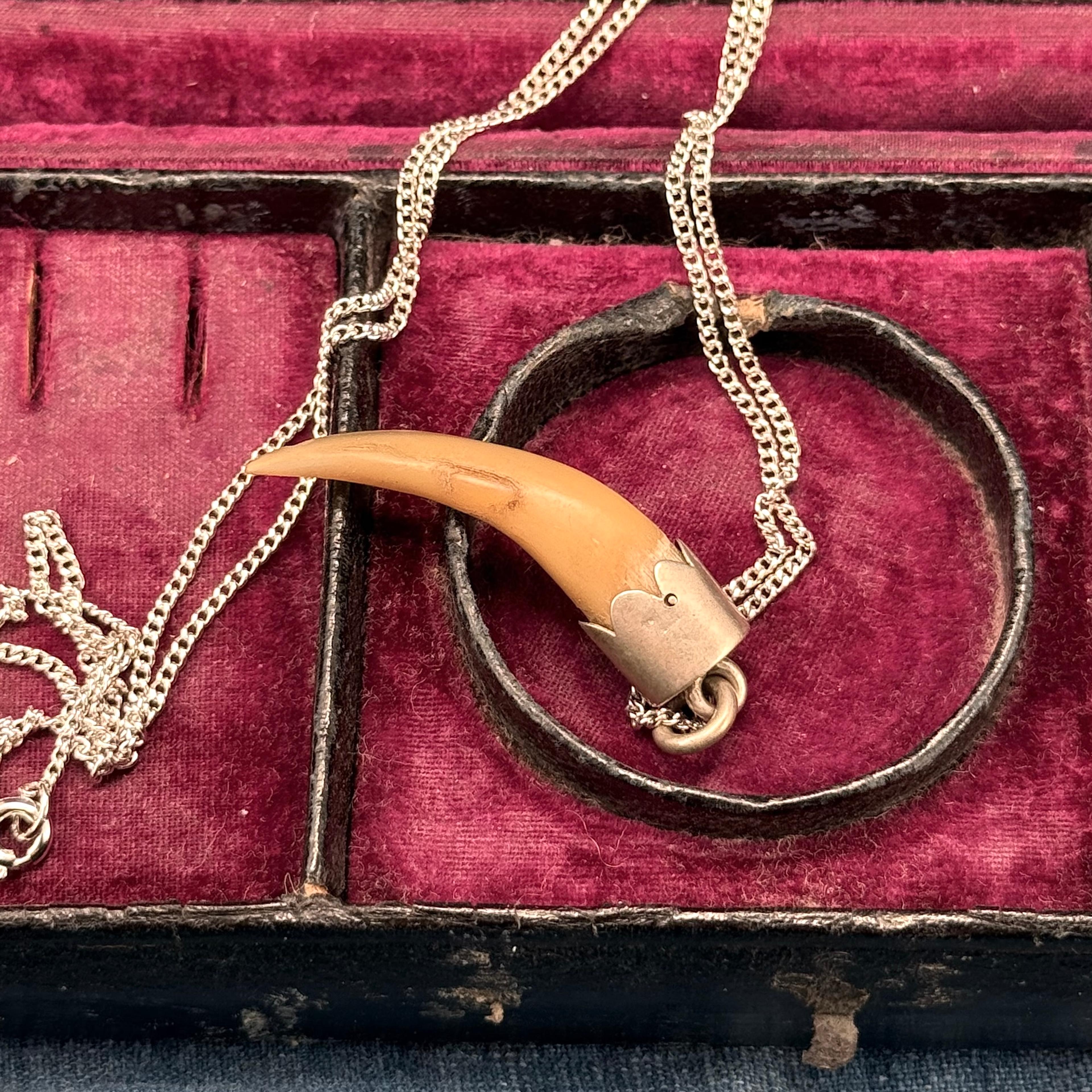 Canine Tooth (?) Bavarian Hunting Talisman