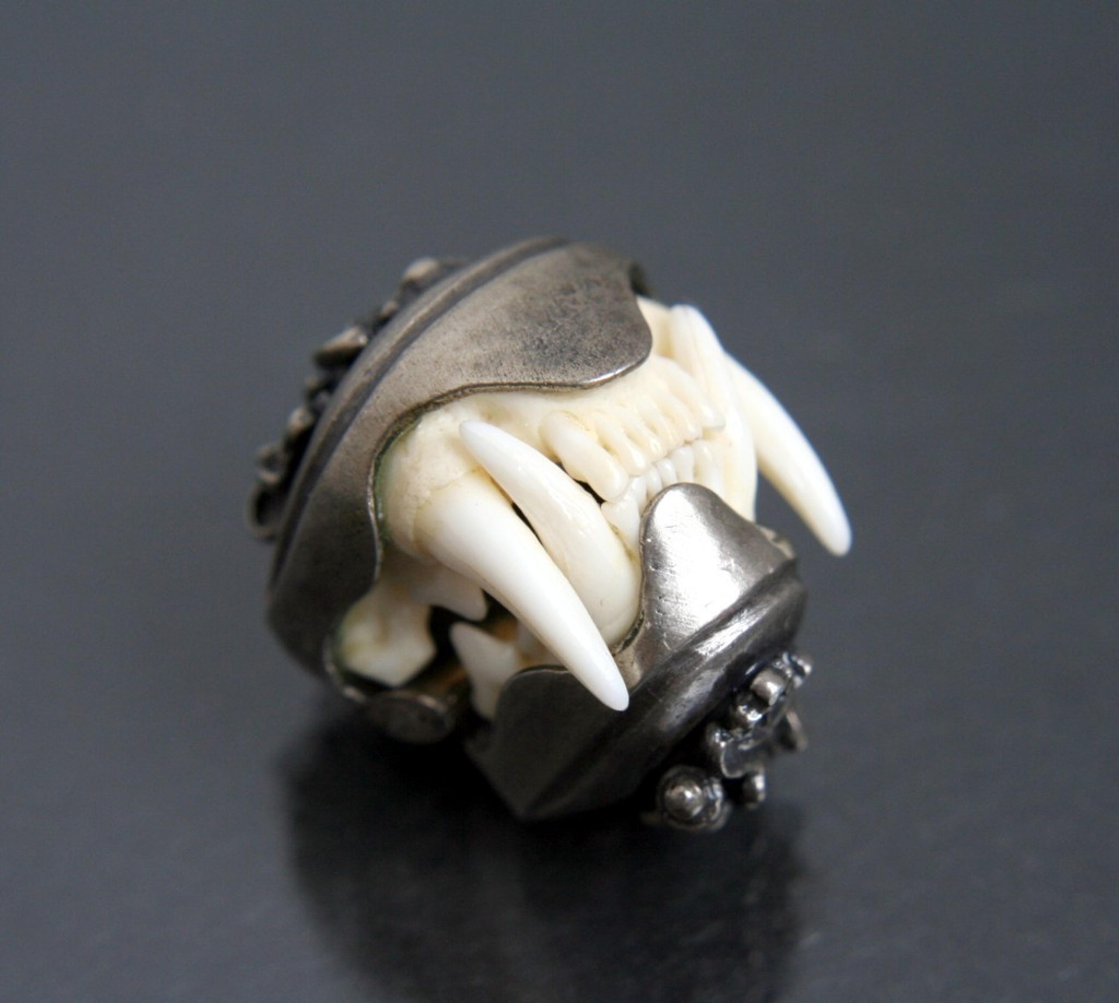 Late 19th or early 20th c. marten (wild weasel) jaws and teeth.