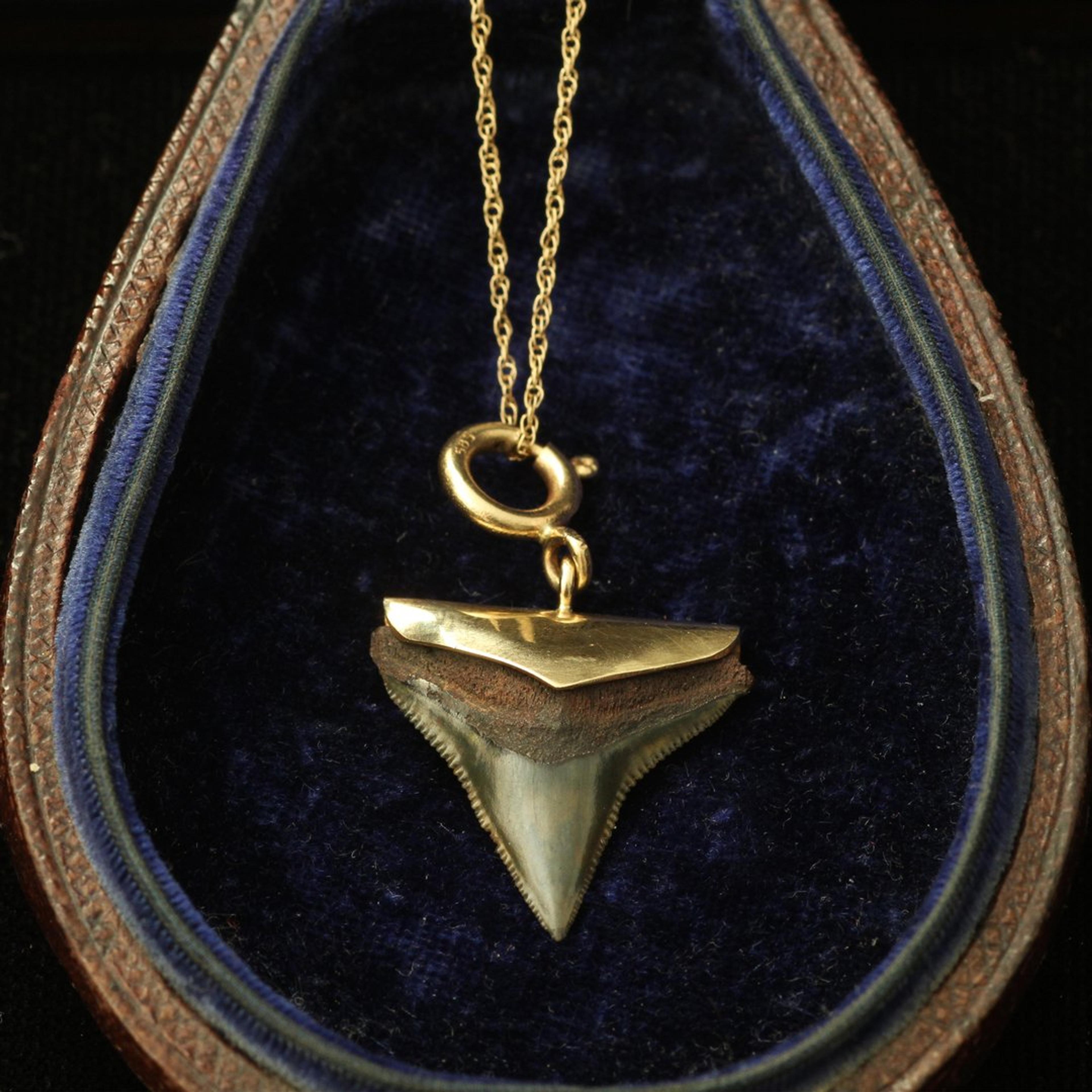 Shark Tooth Necklace