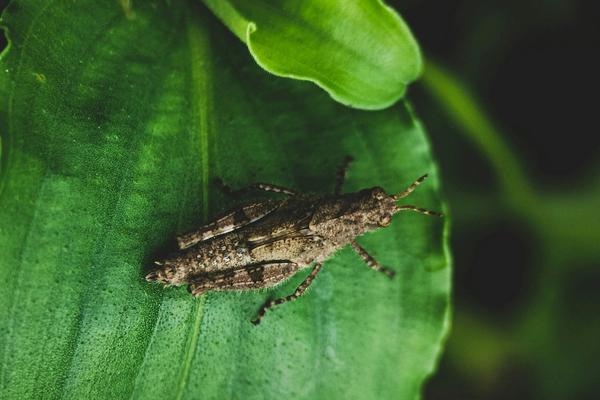 Common Types of Insect Bites and Stings