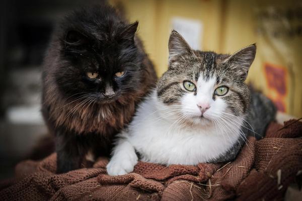 Hay Fever, Pet Allergies, and Allergy Relief: A Complete Guide to Managing Symptoms