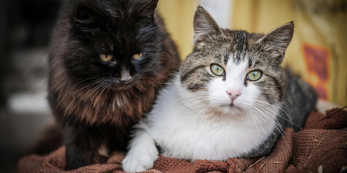 Hay Fever, Pet Allergies, and Allergy Relief: A Complete Guide to Managing Symptoms