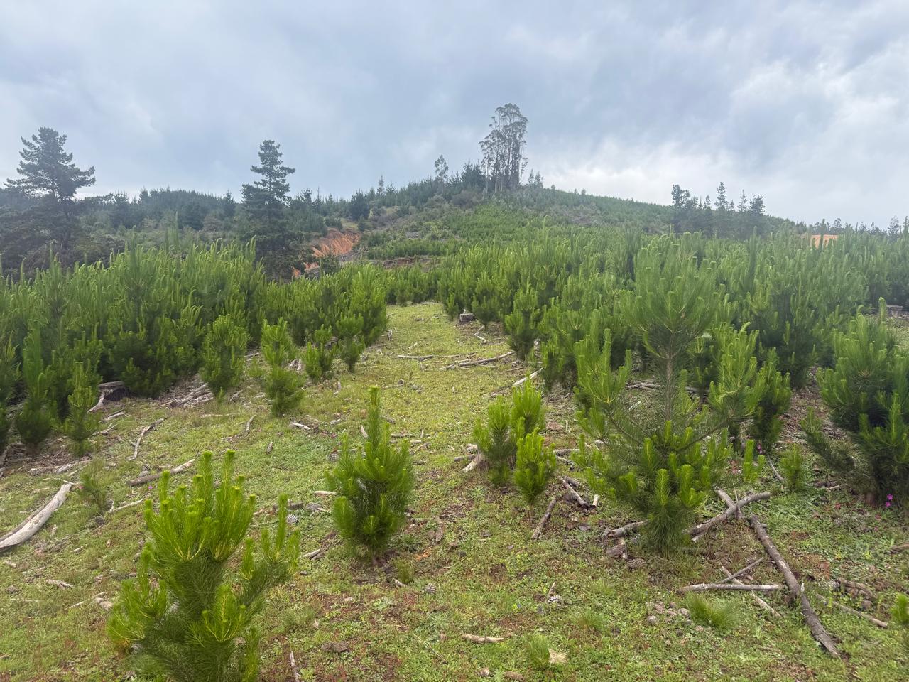 Vistas a a loma