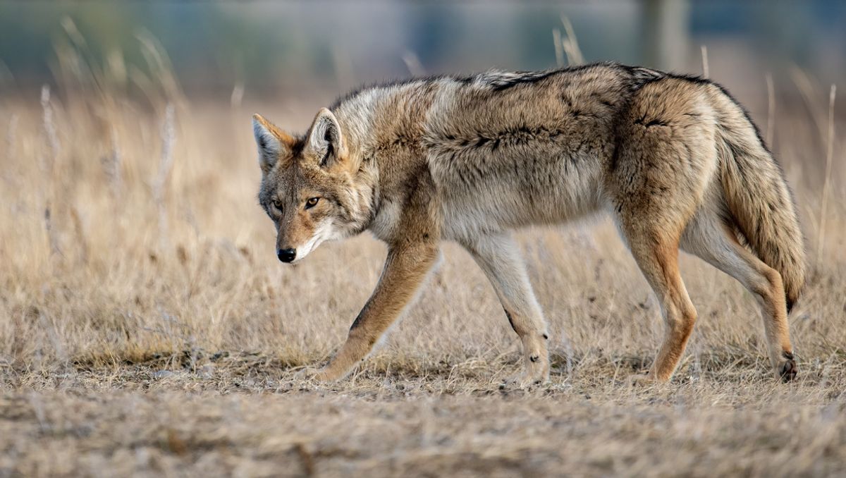 Wise Coyote Method — Real Estate Market Analysis