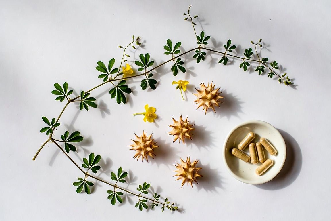 Tribulus terrestris plante médicinale santé masculine