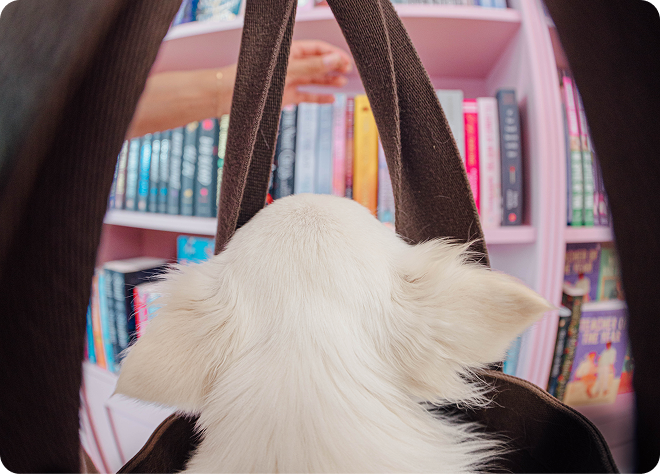 White chihuahua in brown bag looking at books