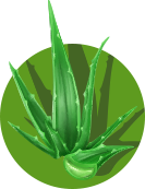 Aloe Vera 