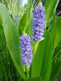 flower for dragonfly