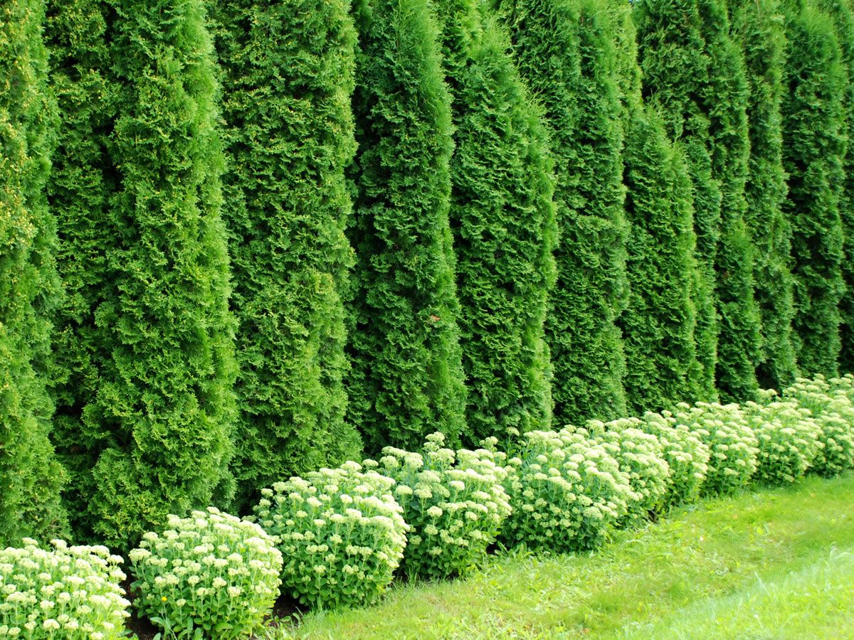 cedar hedge maintenance
