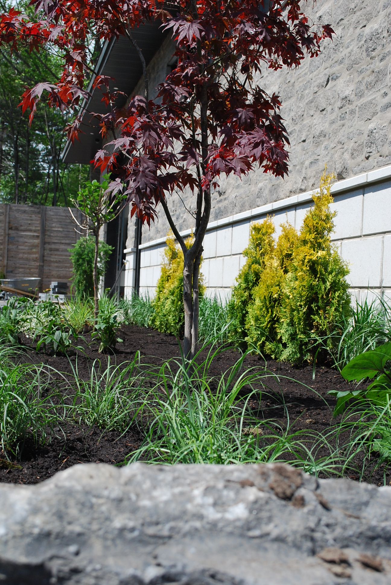 Plantation et végétaux