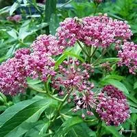 flowers for dragonflies