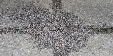 Repousser les fourmis dans les joints de sable