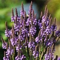 fleur pour libellule