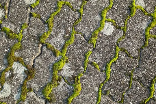 Maintenance of paving stones