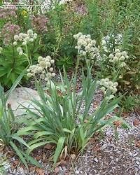 fleurs pour libellules