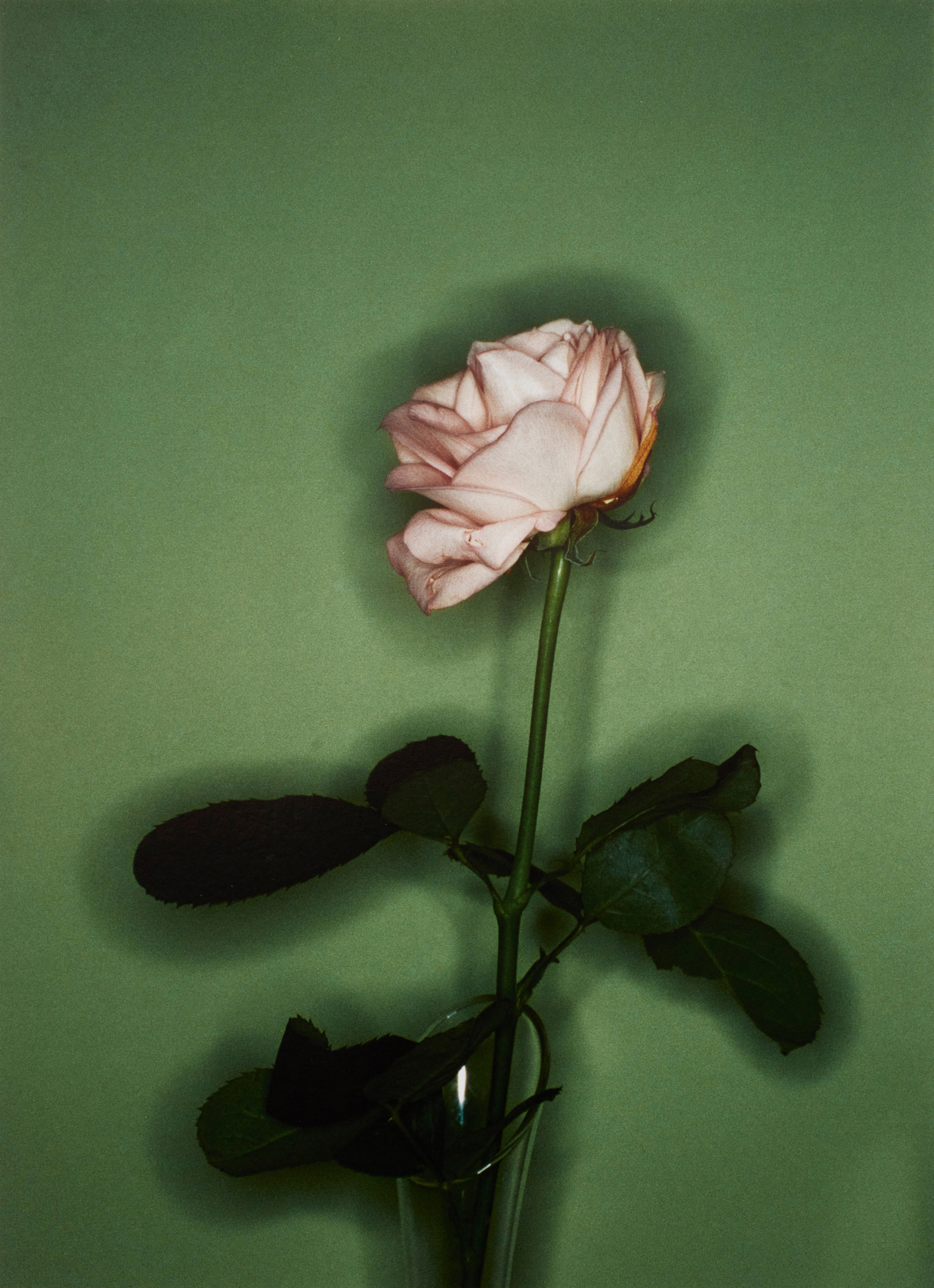 Camille Vivier 'Rose' (2002)