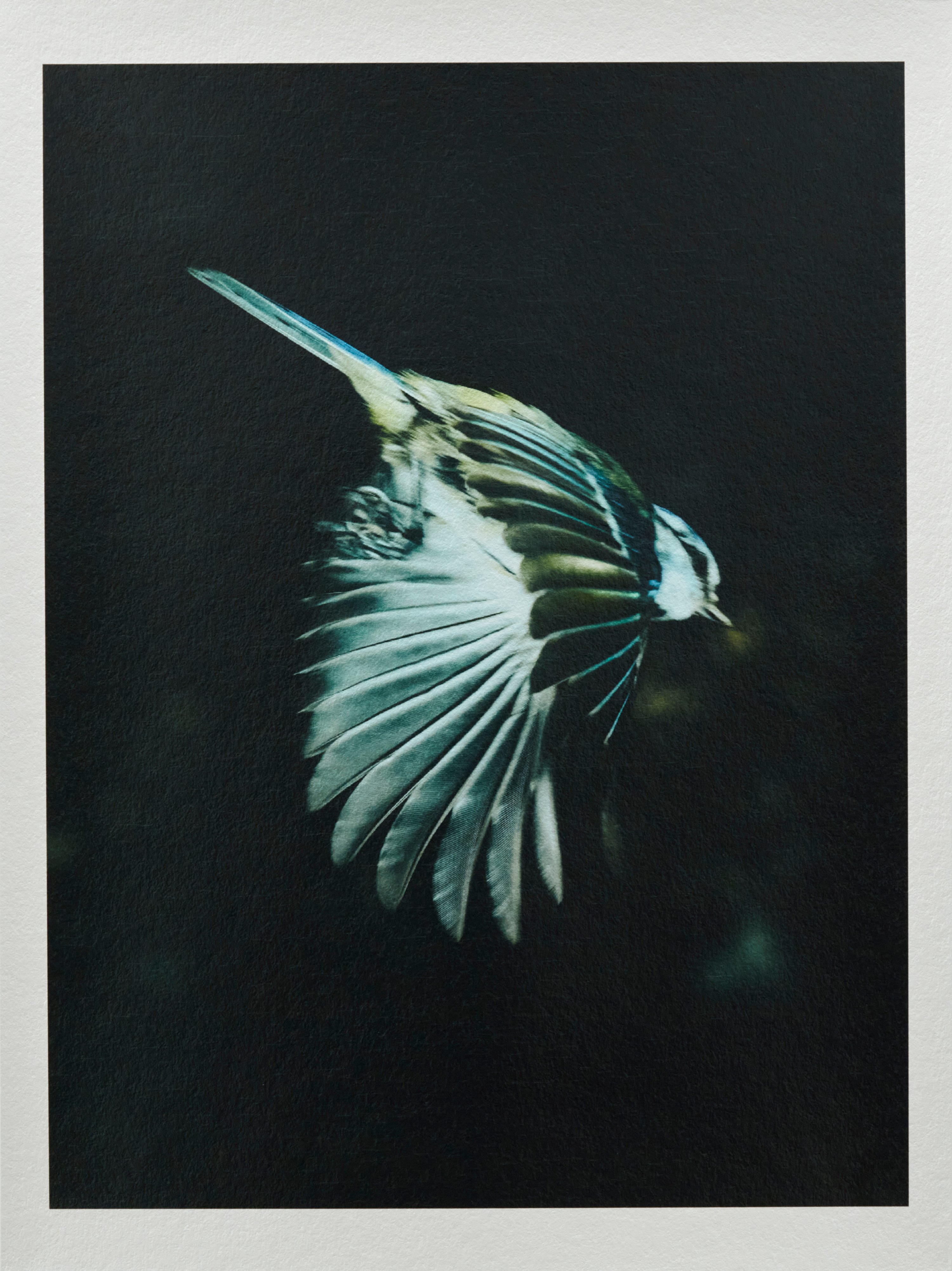 Douglas Irvine 'Eurasian Blue Tit' (2026)