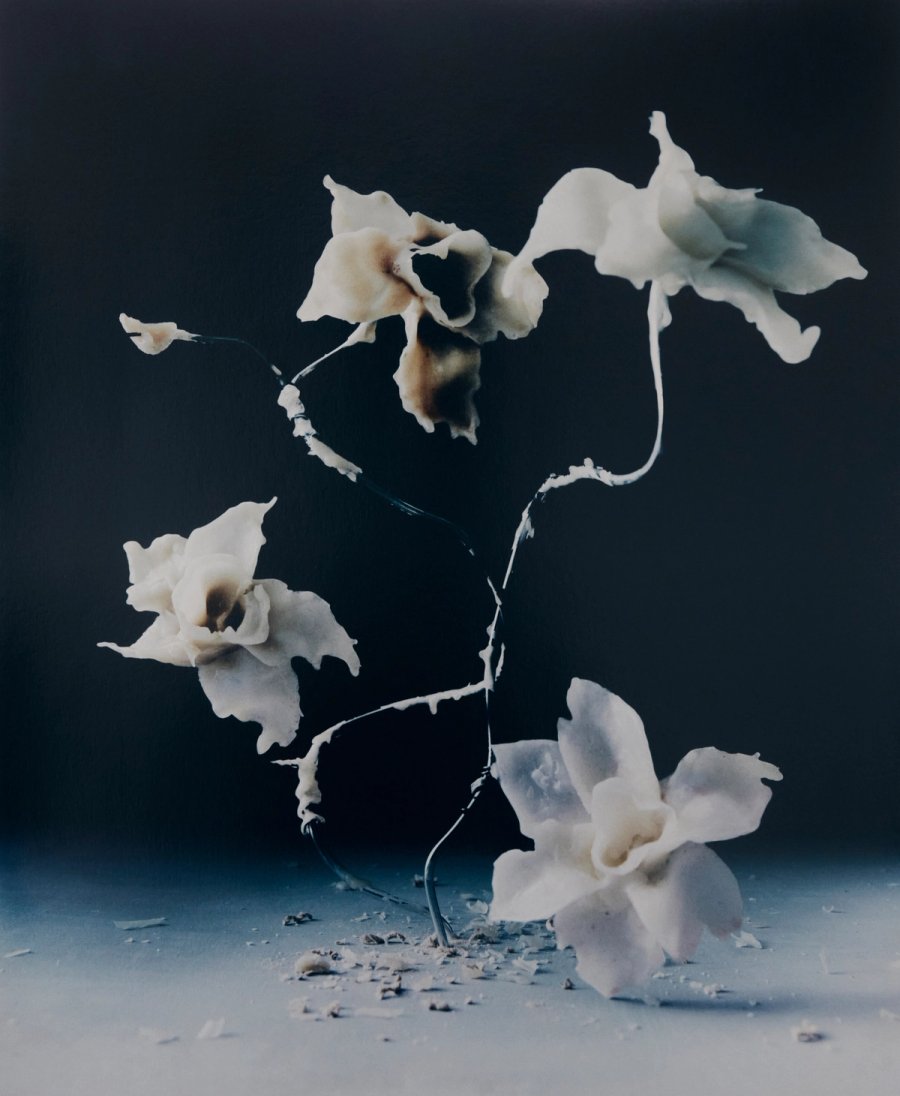 Wax Flowers I (2026) Signed photograph