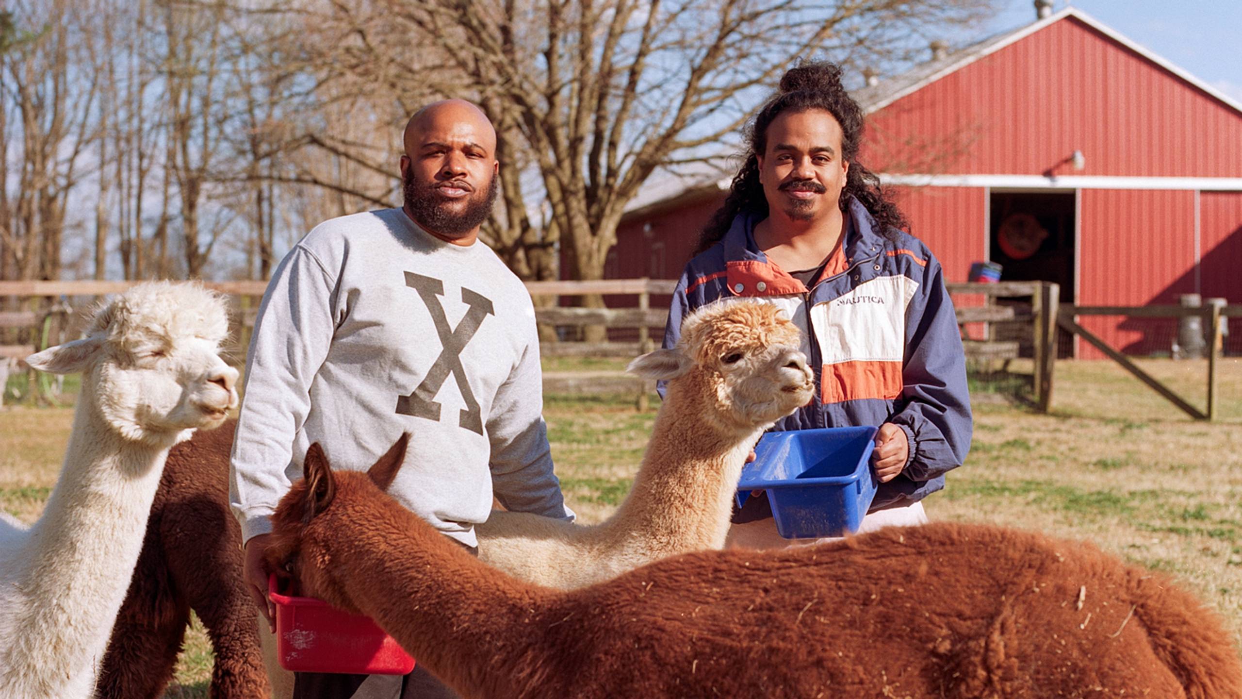 Infinity Knives posing in a farm with Alpacas