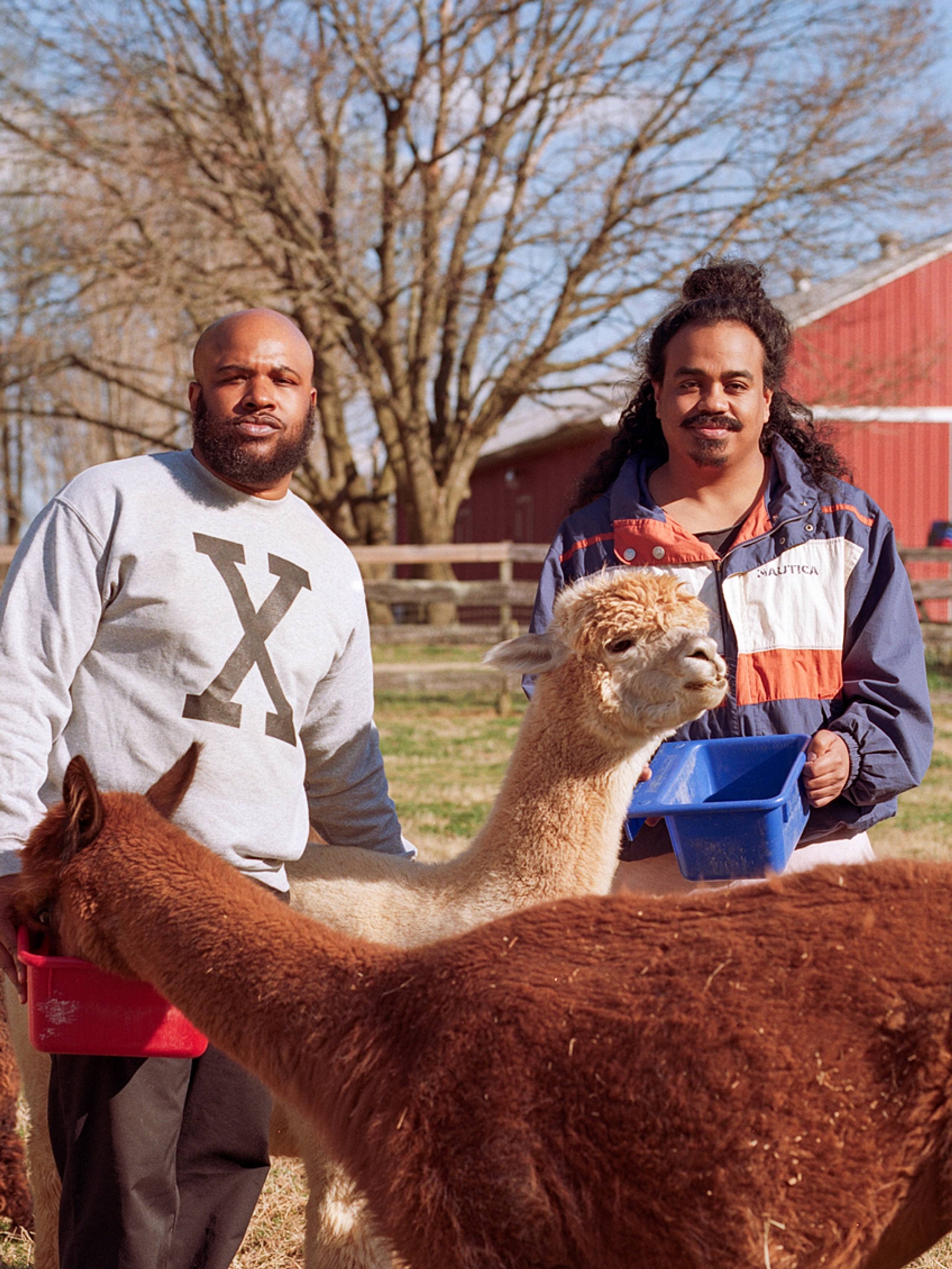 Infinity Knives posing in a farm with Alpacas
