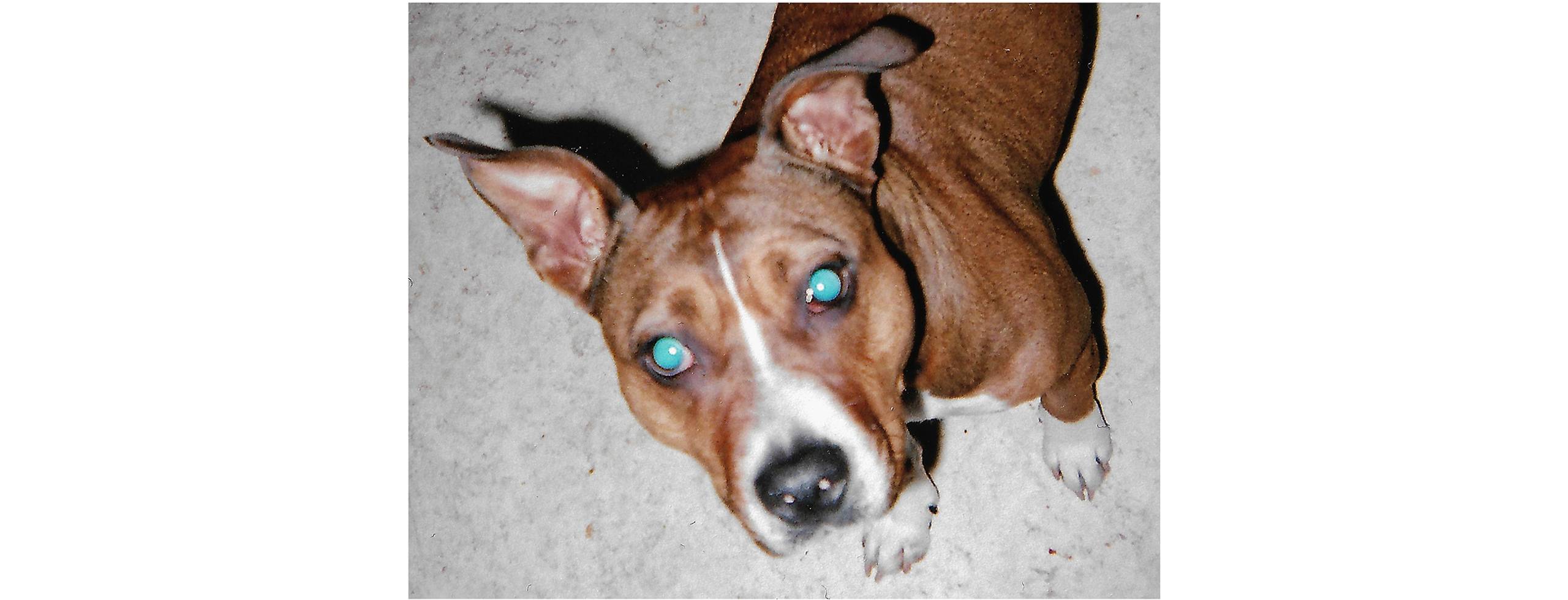 Photo of dog from Carhartt WIP Magazine Issue 11