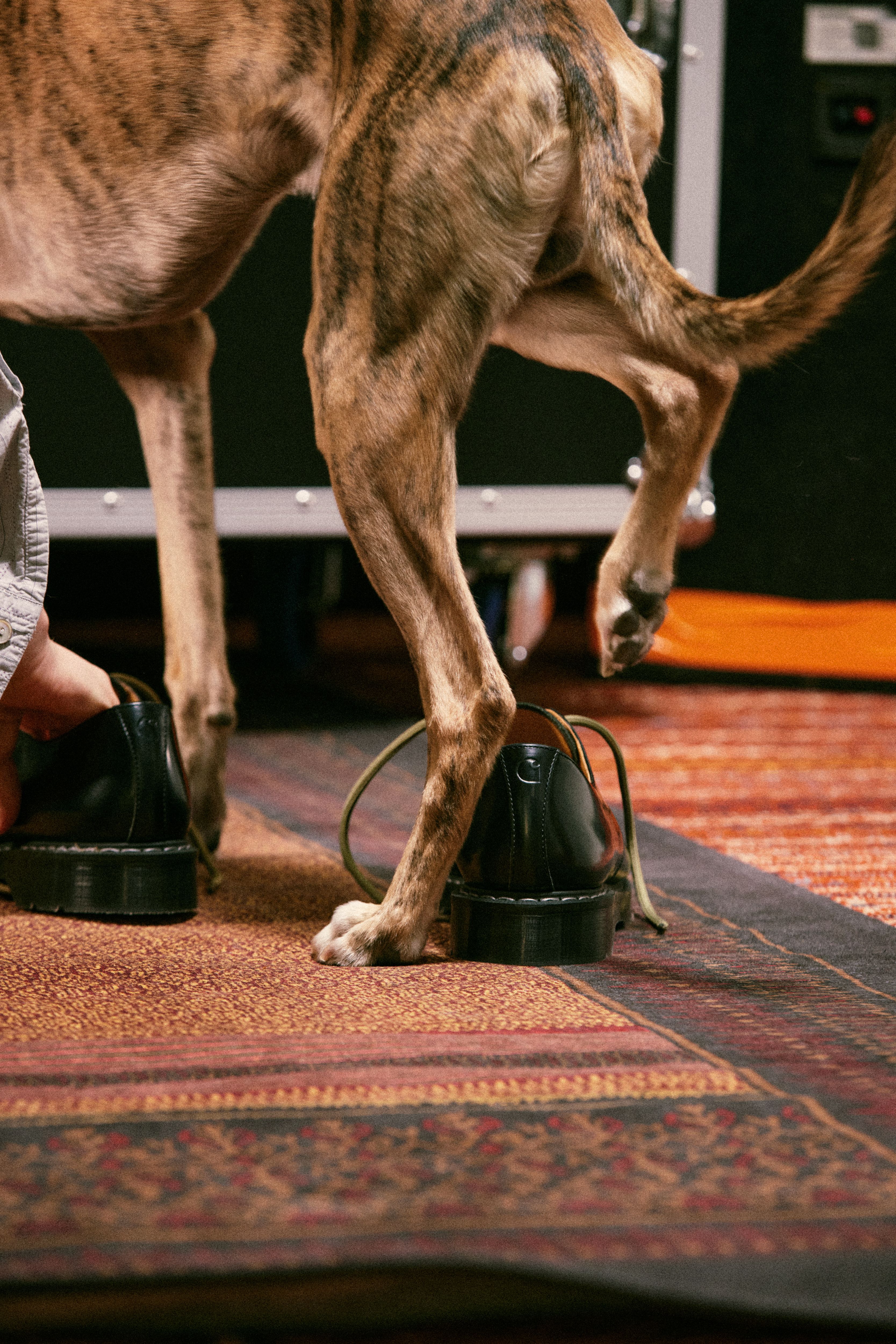 A dog and a pair Solovair x Carhartt WIP Collaboration Derby shoes in Black