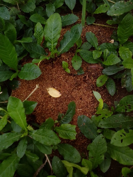 A photograph of a mound of bright brown earth partially covered by green foliage